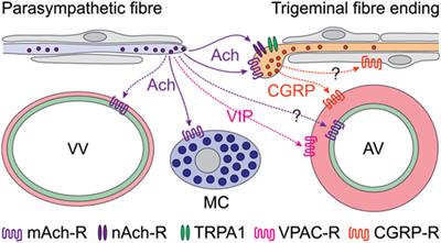 Commentary: Cholinergic Nociceptive Mechanisms in Rat Meninges and Trigeminal Ganglia: Potential Implications for Migraine Pain